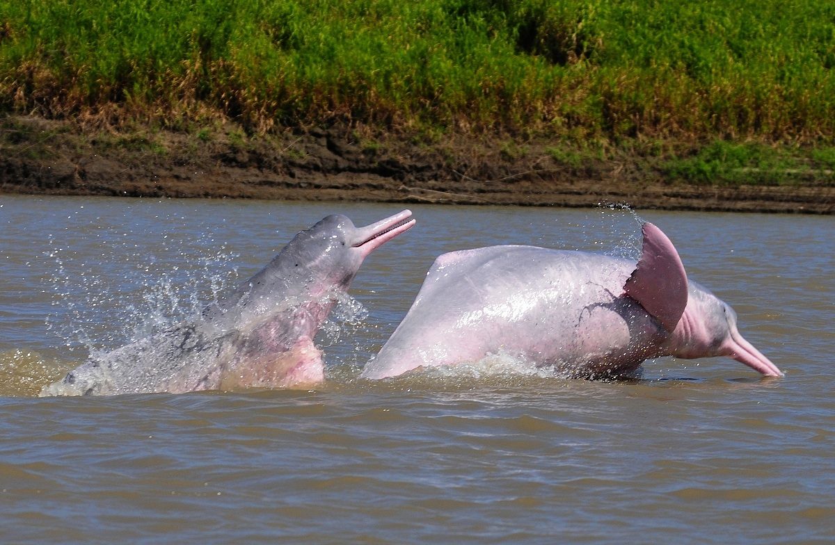 Delfines de río