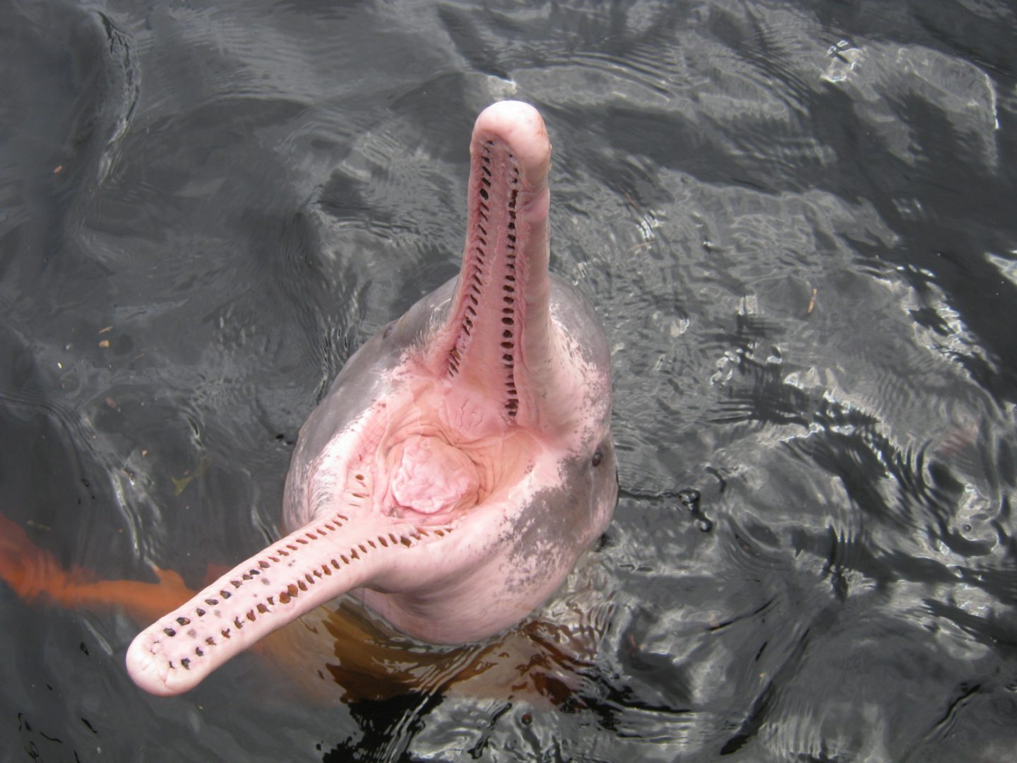 Delfines del Amazonas
