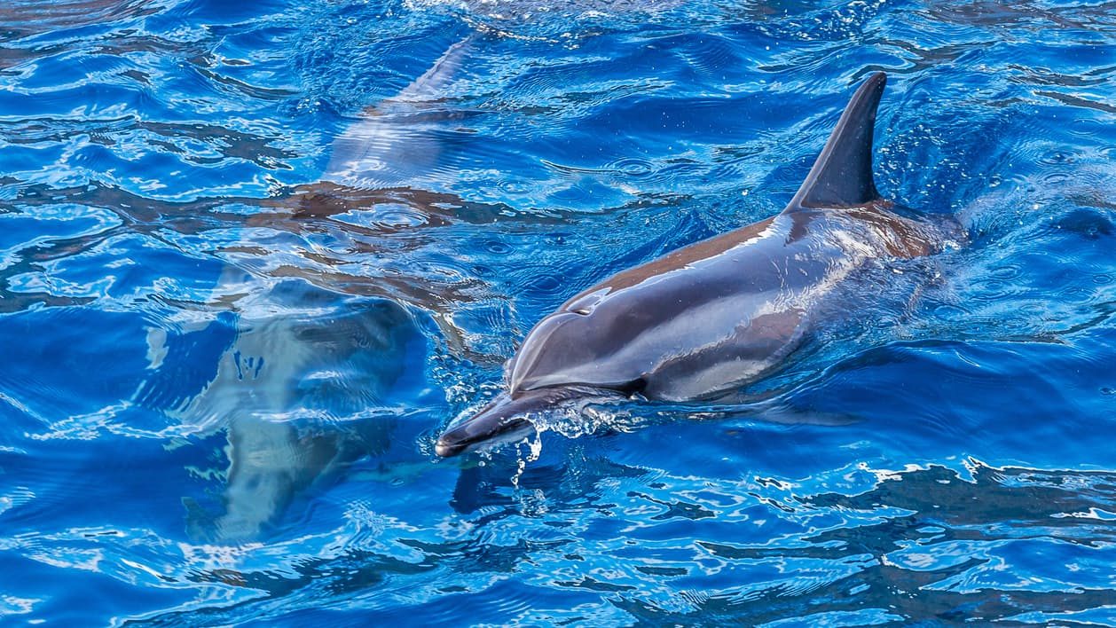 Delfines en el agua
