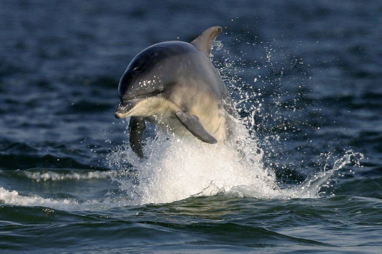 Delfines mulares