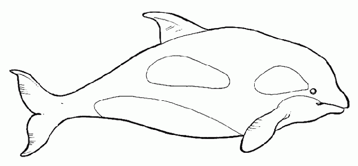 Dibujos de orcas para pintar