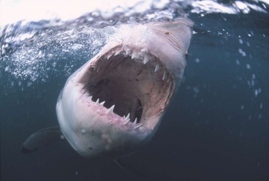 Dientes del tiburón blanco