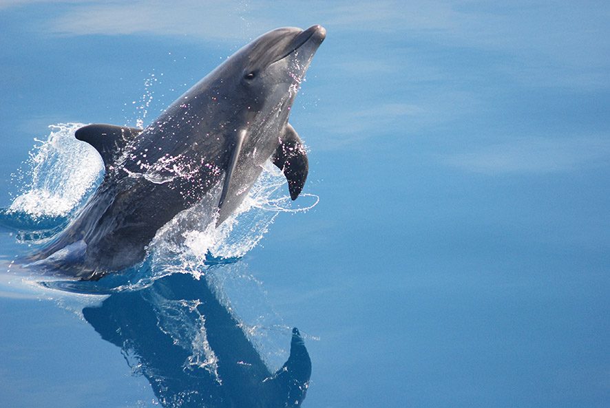 Exhibición de un delfín mular