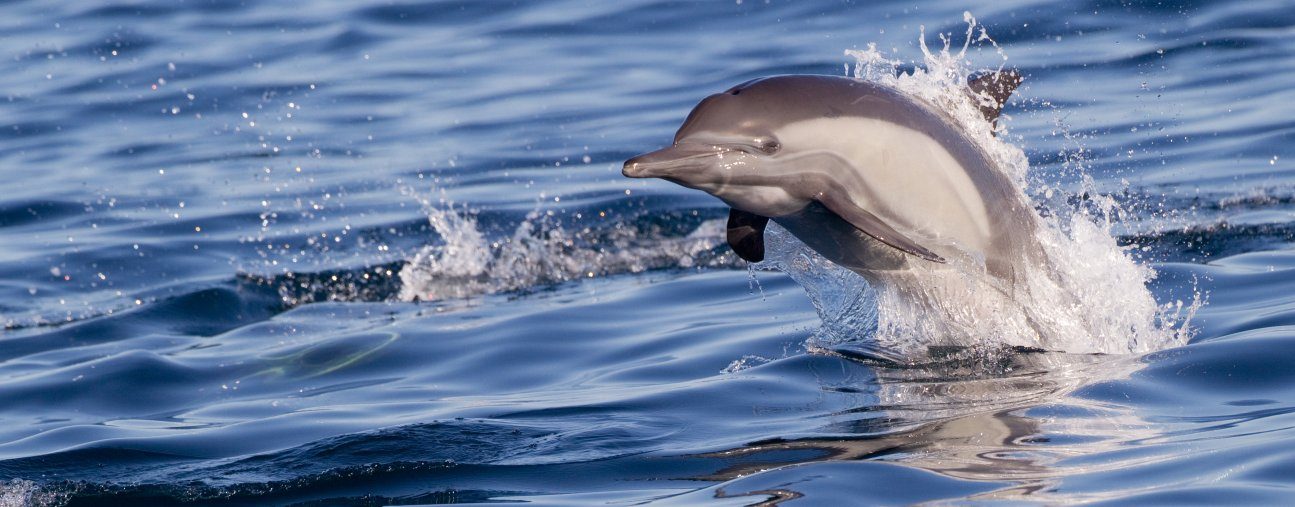 Fotos de delfines comunes