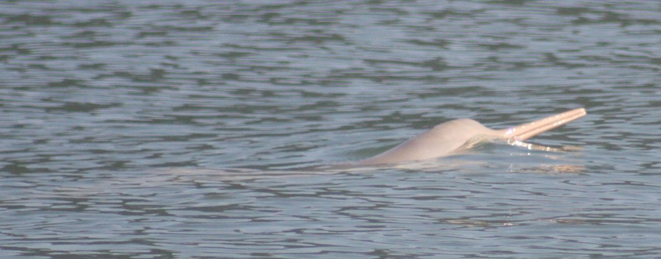 Fotos de delfines de la Plata