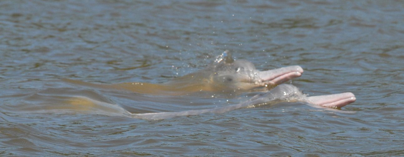 Fotos de los delfines del Amazonas
