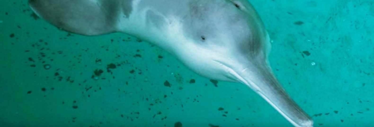 Fotos del delfín fluvial chino