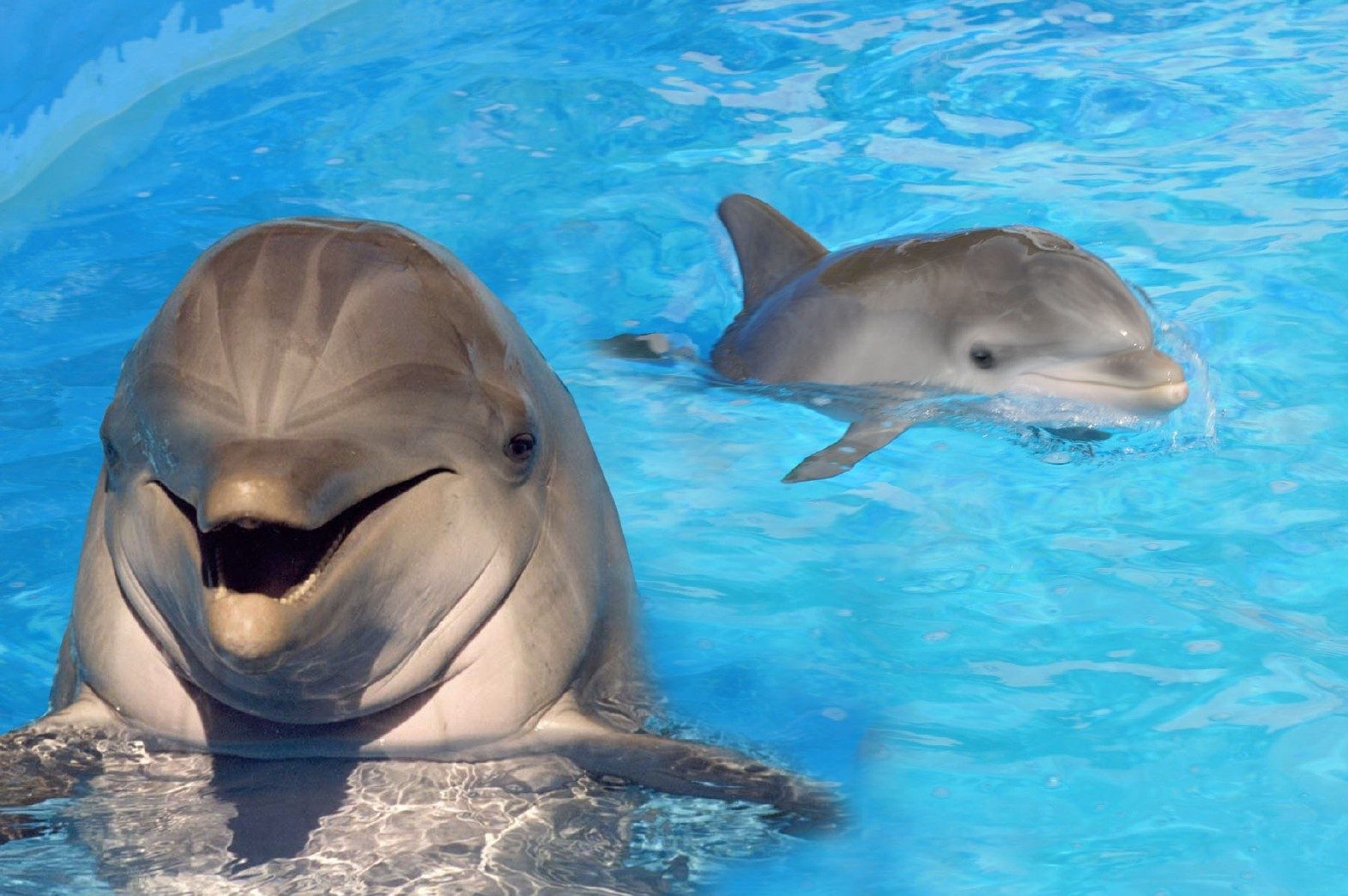 Fotos divertidas de delfines