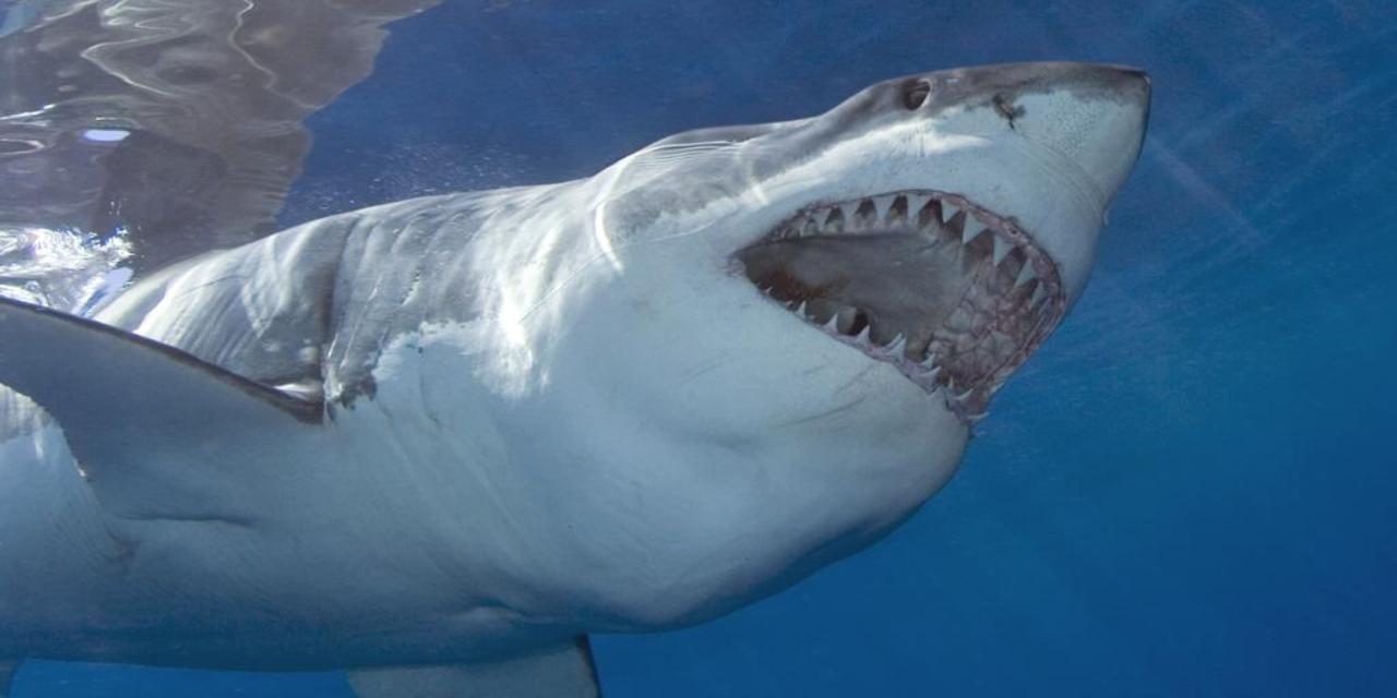 Fotos divertidas de tiburones
