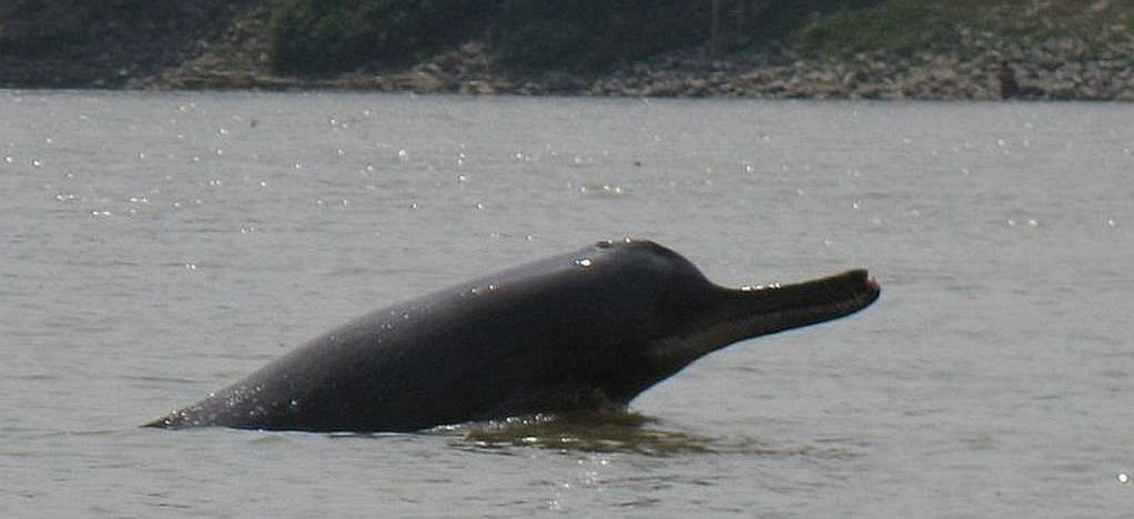 Guía del delfín del Ganges