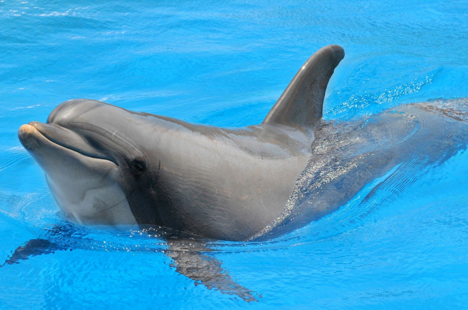 delfines-im-genes-y-fotos