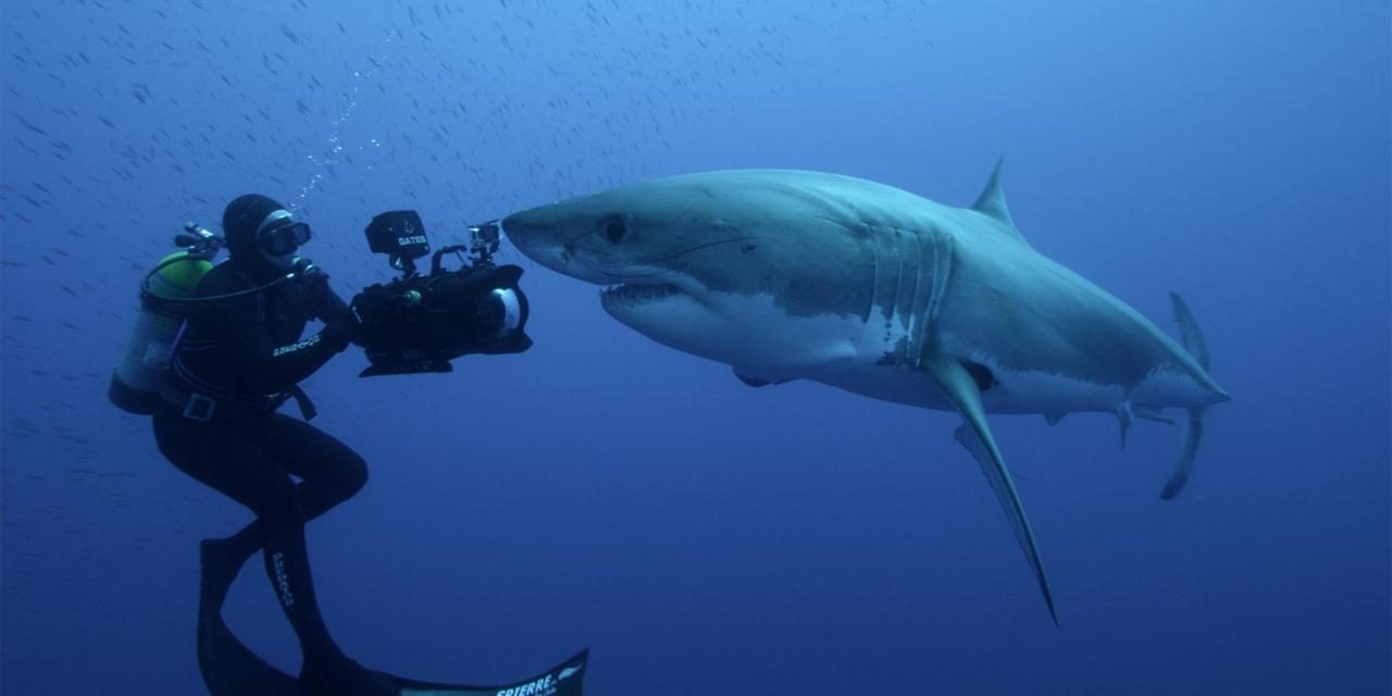 Imagenes de tiburones