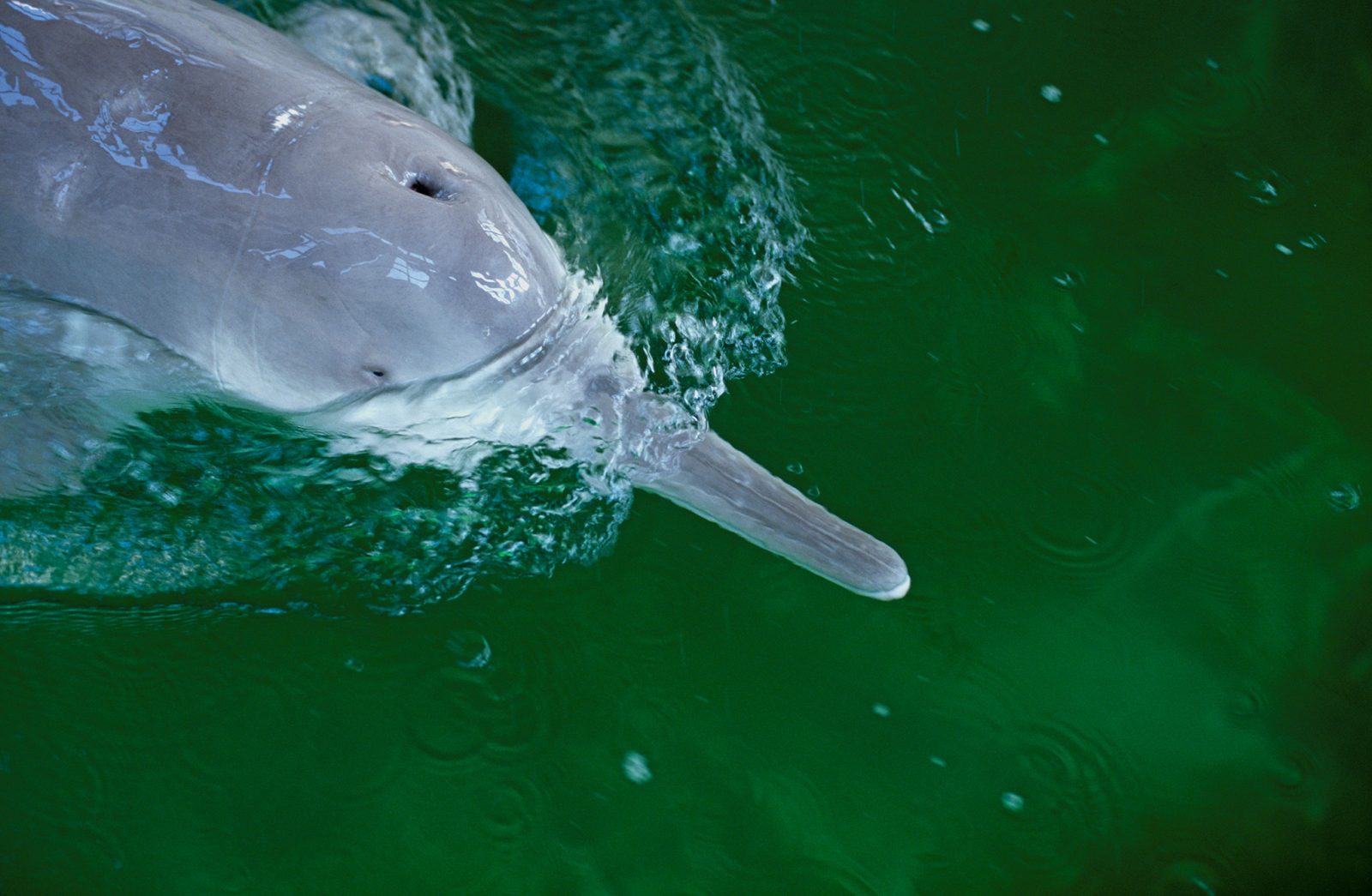 Imágenes del delfín fluvial chino