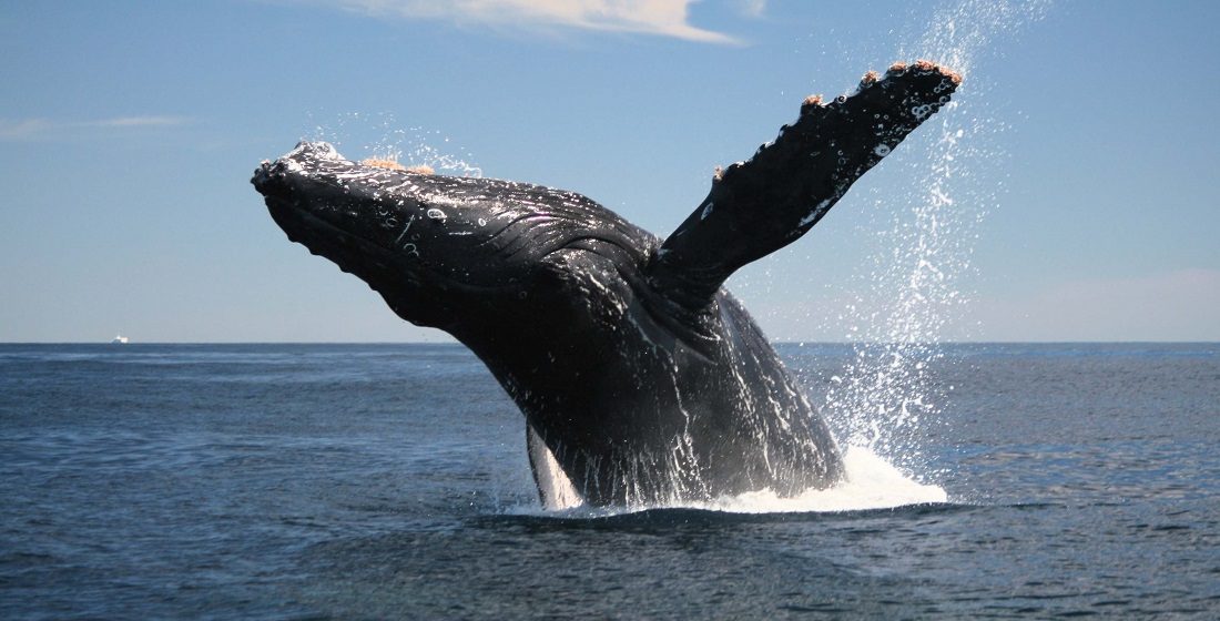 ¿Las ballenas son peces?