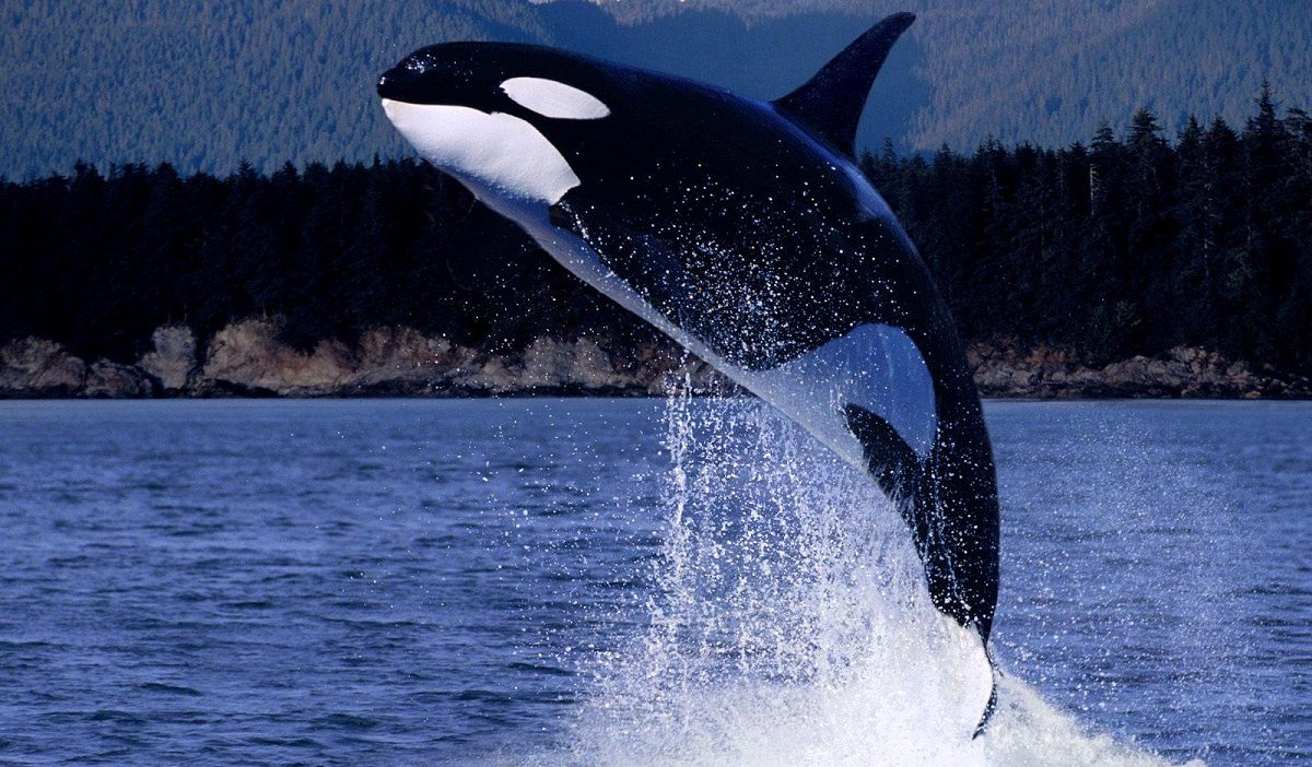 Orcas, ¿las ballenas asesinas?