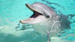 10 interpretaciones de la simbología del delfín