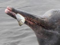 Características físicas de los delfines del Amazonas
