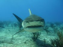 Fotos de tiburones tigre