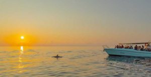 Dolphin Experience: paseo en barco con delfines en Mallorca