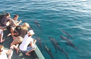 7 consejos para ver delfines cerca de la costa