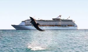 ¿Dónde ver delfines en el mundo?