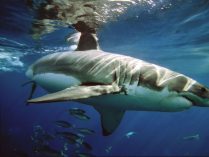 Aleta caudal del tiburón blanco