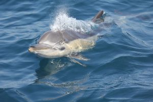 Dónde avistar delfines en un crucero por el Mediterráneo