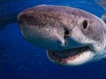 Cabeza del tiburón blanco