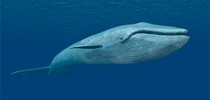 Características de las ballenas