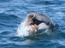 Comida de los delfines