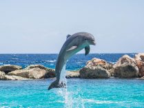 ¿Cuánto mide un delfín?