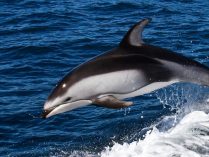 Cuánto vive un delfín