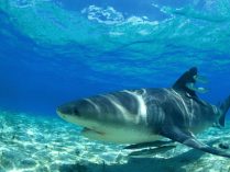 Curiosidades del tiburón blanco