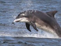 ¿De qué se alimentan los delfines?