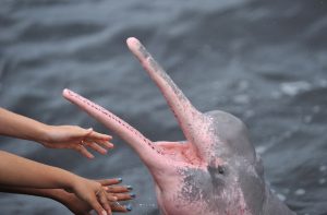 Delfín del Amazonas