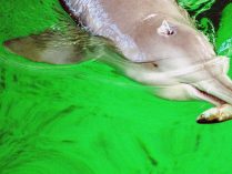 Delfín fluvial chino comiendo