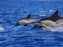 Delfines comunes
