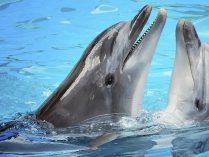 Delfines de agua dulce