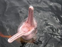 Delfines del Amazonas