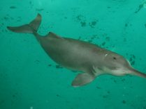 Delfines del Ganges