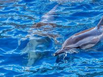 Delfines en el agua