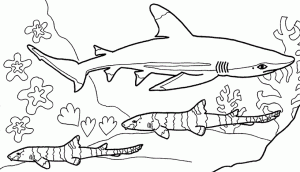 Dibujos infantiles de tiburones para colorear