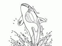 Dibujos para colorear de orcas