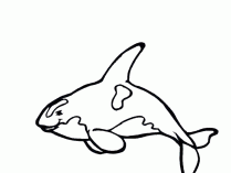 Dibujos para niños de orcas