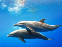 Etapas del cortejo de los delfines