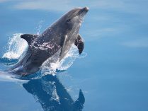 Exhibición de un delfín mular