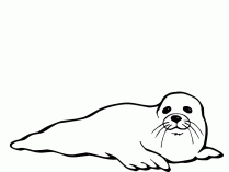 Foca descansando para pintar