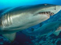 Foto de un tiburón tigre 