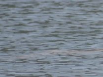 Fotos de delfines de la Plata