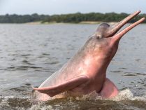 Fotos de delfines del Ganges